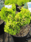 Preview: Hinoki Scheinzypresse Andorra - Chamaecyparis obtusa Andorra - Muschelzypresse - immergrün - Bonsai